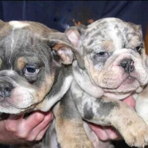 Lumberjack bulldog line for sale ..viber :+639463422605) | PostAds PH
