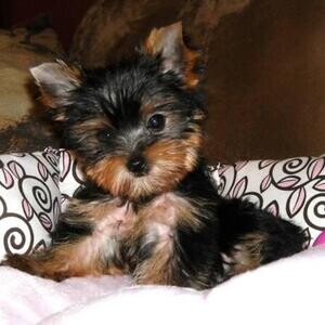 Small Traditional Yorkie males and females | PostAds PH