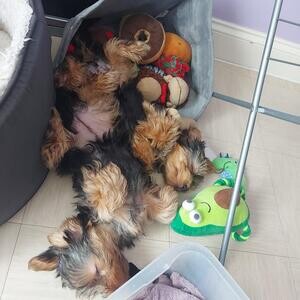Super cute, fluffy and silky Yorkie puppies for sale. | PostAds PH