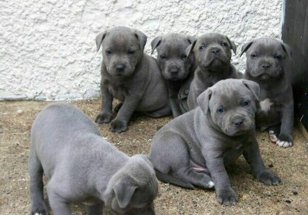Outstanding litter of Blue Staffordshire Bull Terrier Puppies