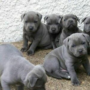 Outstanding litter of Blue Staffordshire Bull Terrier Puppies | PostAds PH