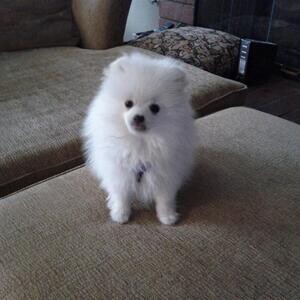 Beautiful Pomeranian puppies..viber :+639463422605) | PostAds PH
