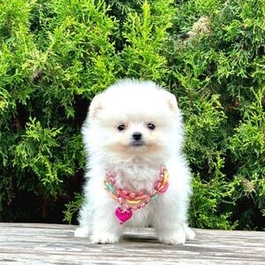 Pomeranian puppies xx | PostAds PH