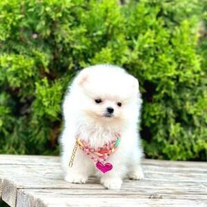 T-Cup Pomeranian puppies x | PostAds PH