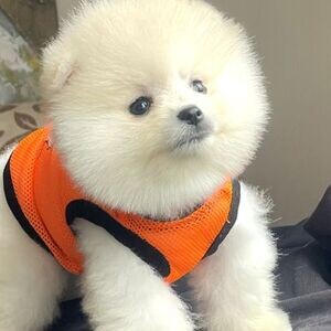 Pomeranian puppies xxx | PostAds PH