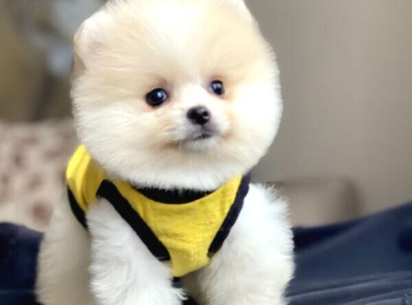 Pomeranian puppies xxxx