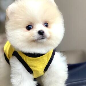 Pomeranian puppies xxxx | PostAds PH