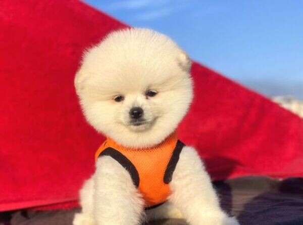 T-Cup Pomeranian puppies xxxx