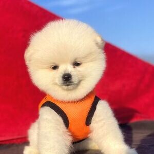 T-Cup Pomeranian puppies xxxx | PostAds PH