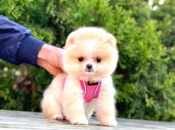 T-Cup Pomeranian puppies xxxxxxx