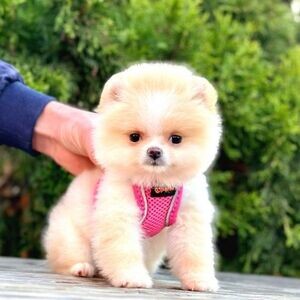 T-Cup Pomeranian puppies xxxxxxx | PostAds PH
