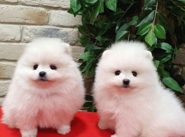 Pomeranian puppies xxxxxxxx
