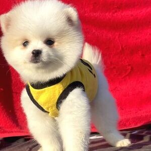 T-Cup Pomeranian puppies xxzzxx | PostAds PH