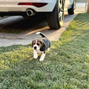 Beagle puppies x | PostAds PH