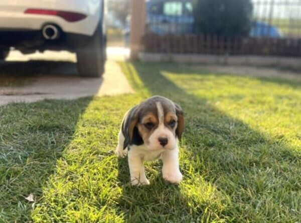 Beagle puppies xxx