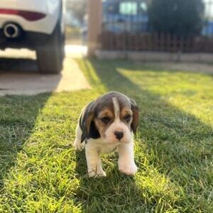 Beagle puppies xxx | PostAds PH