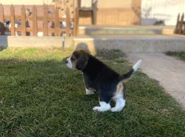 Beagle puppies xxxxx