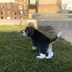 Beagle puppies xxxxx | PostAds PH