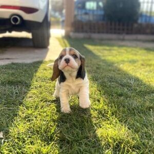 Beagle puppies xxxxxx | PostAds PH