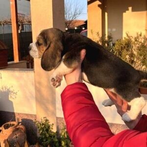 Beagle puppies xxxxxxx | PostAds PH