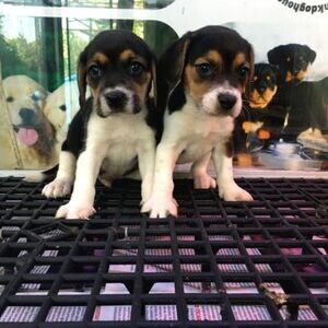 Beagle puppies xxz | PostAds PH