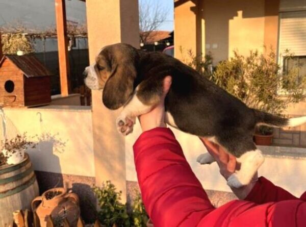 Beagle puppies xcxc