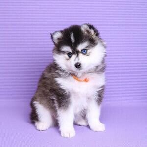 Purebred Pomsky Puppies. x | PostAds PH