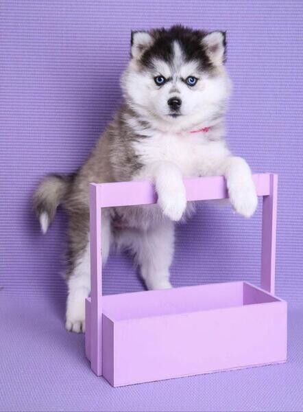 Purebred Pomsky Puppies.  xxc