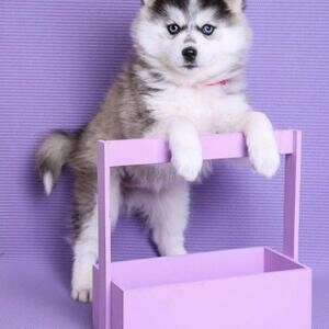 Purebred Pomsky Puppies. xxc | PostAds PH