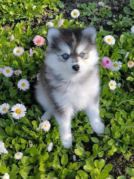 Purebred Pomsky Puppies. xxxxxxp