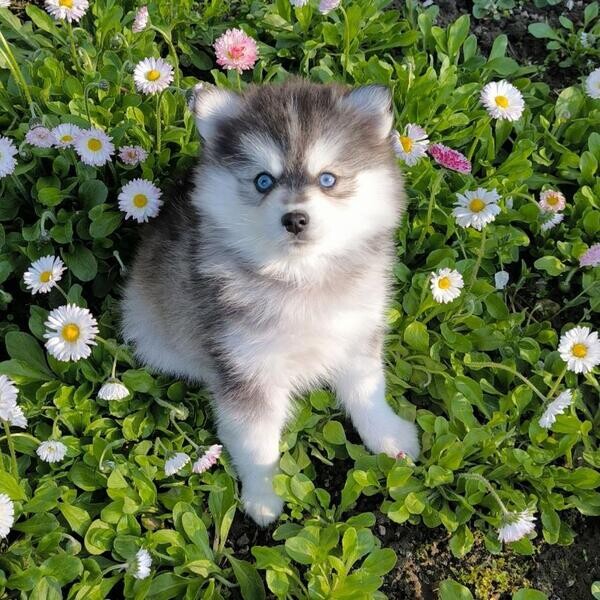 Purebred Pomsky Puppies xxxxvv