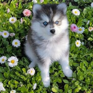 Purebred Pomsky Puppies. xxg | PostAds PH