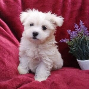 Maltese puppies x Viber:(+63-9455-189-371) WhatsApp:(+63-9455-189-371) | PostAds PH