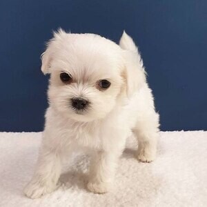 teacup Maltese puppies. xx | PostAds PH