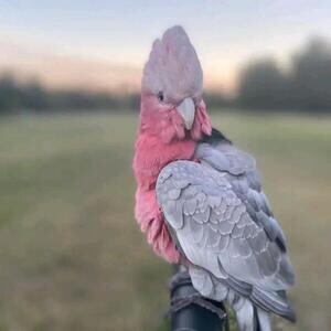 Galah umbrella Cockatoos parrots xxxxc | PostAds PH