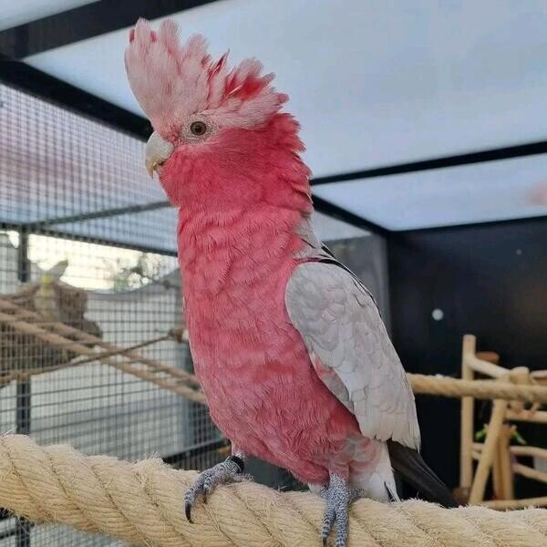 Galah umbrella Cockatoos parrots xxxv