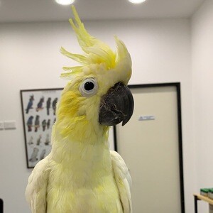 umbrella Cockatoos parrots xxxxxxxxx | PostAds PH