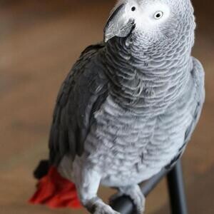 Healthy African Grey Parrots | PostAds PH