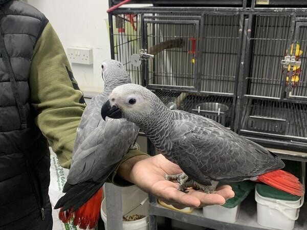 African grey parrots. xxd