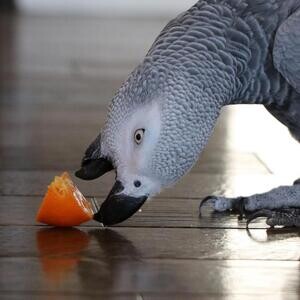 healthy African grey parrots. cccxxx | PostAds PH