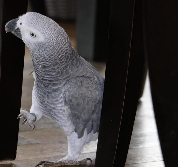 African grey parrots. xxxxxxxxxxxx
