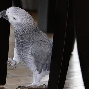 African grey parrots. xxxxxxxxxxxx | PostAds PH