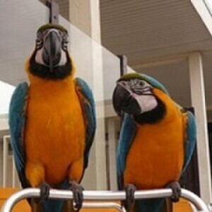 Beautiful Blue and Gold Macaws xxxqq | PostAds PH