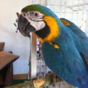 Beautiful Blue and Gold Macaws zszs | PostAds PH