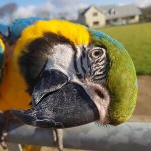 Beautiful Blue and Gold Macaws zazaza | PostAds PH