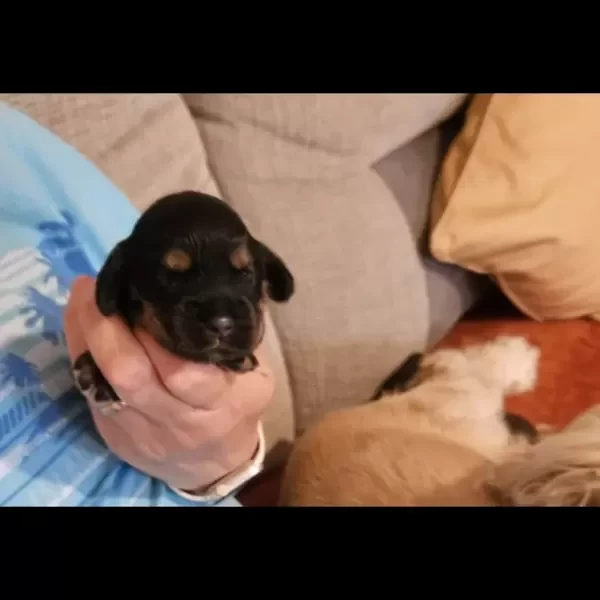Beautiful show cocker spaniel puppies ..viber :+639463422605)