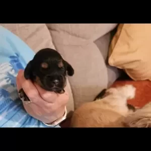 Beautiful show cocker spaniel puppies ..viber :+639463422605) | PostAds PH