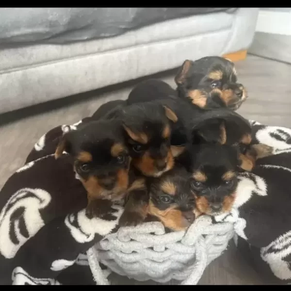 Our Yorkshire terriers...viber :+639463422605)