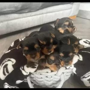 Our Yorkshire terriers...viber :+639463422605) | PostAds PH