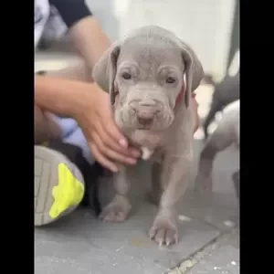 Weimaraner 9 beautiful KC registered puppies | PostAds PH
